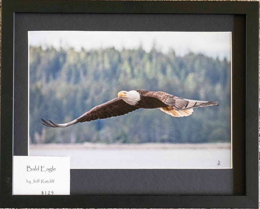 Bald Eagle flying by