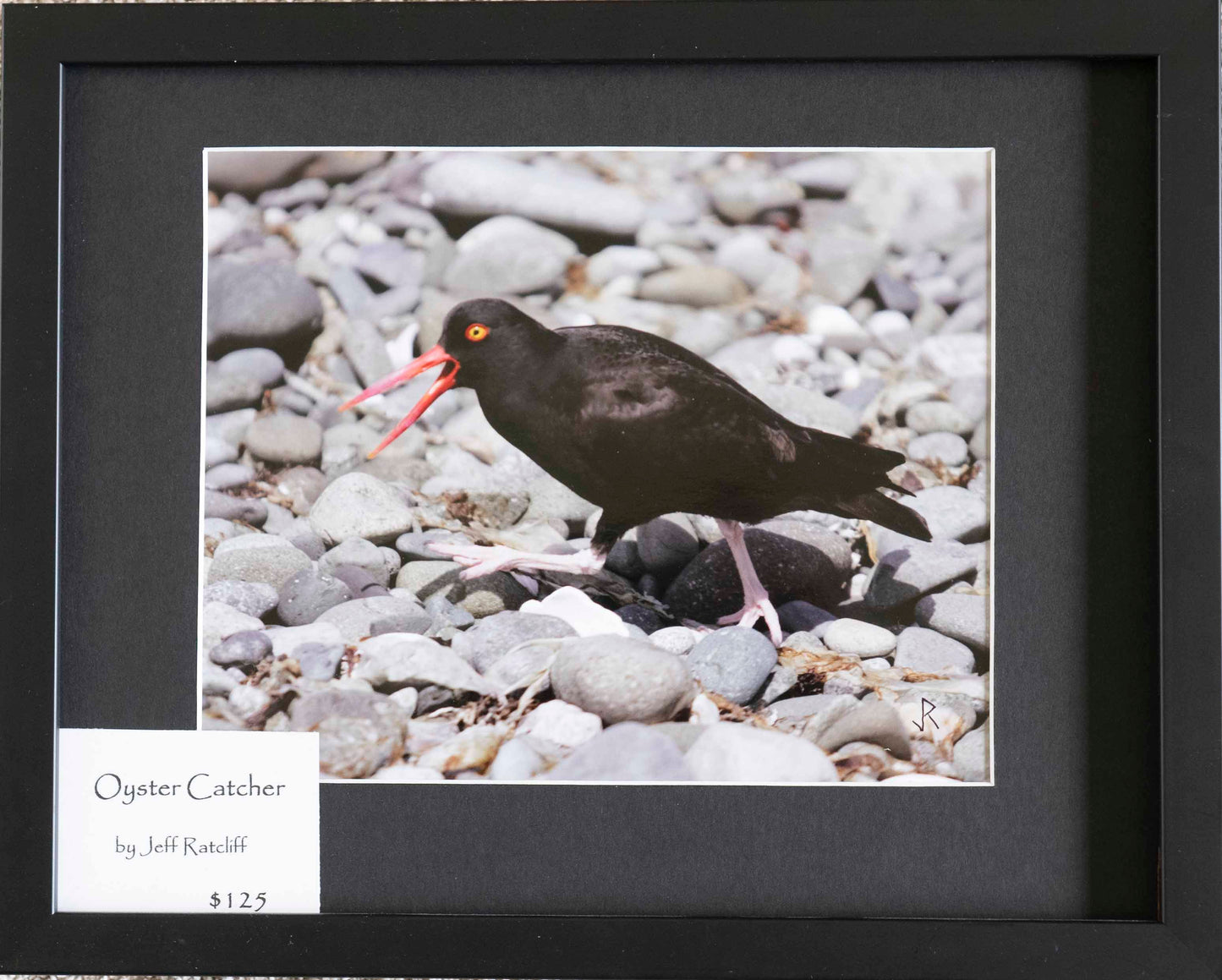 Oyster Catcher