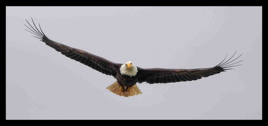 Bald Eagle in flight